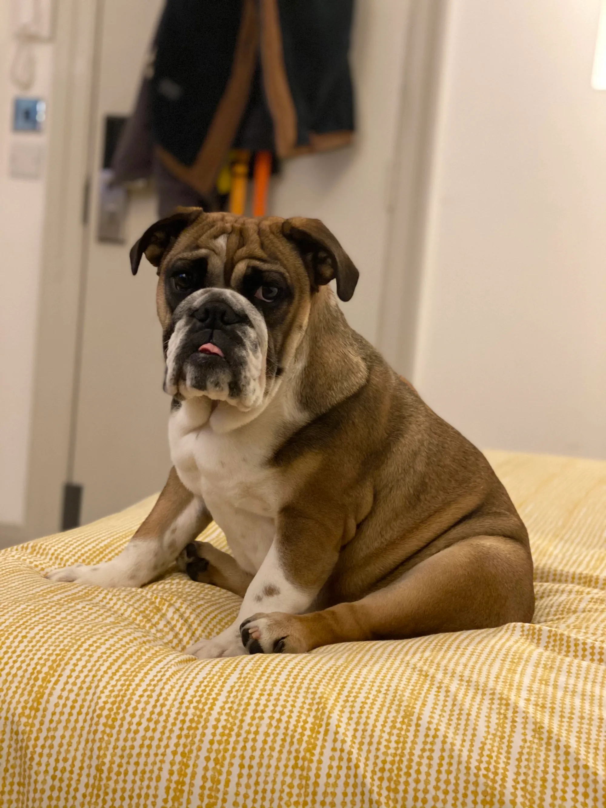 This is Luna sitting on my bed - you're a dog dad - furrimals