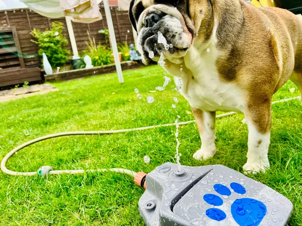 Water Fun - Bulldog called Luna newsletter